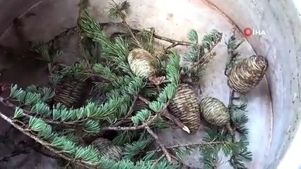 Les cônes de cèdre se transforment en source de guérison dans les chaudrons