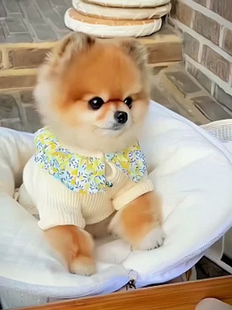 ⁣Dogs Funny Moments | Dogs Funny Compilation | Dogs Funny Reactions | Animals Funny Moments #animals 