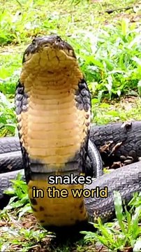 KING COBRA | The king of snakes is venomous and deadly.