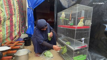 شاهد: سيدة فلسطينية تتحدى القصف لإنقاذ طيورها