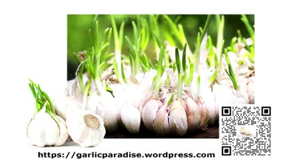 The Numerous Health Benefits of Garlic: Nature’s Potent Super food & Multiple Homemade Products.