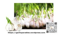 GARLIC PARADISE: Different Type of White Garlic And The Remarkable Health Benefits of Black Garlic