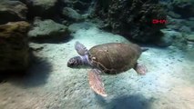 Manavgat Sorgun Kumsalı Deniz Kaplumbağalarının Korunması İçin Çalıştay Düzenlendi