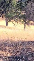 Donkey Joins A Herd Of Elk