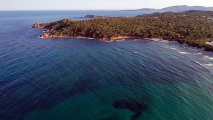 Sea natural trees drone view
