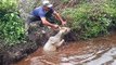 Farmers Rescues a Calf That Had Fallen Into a Ditch