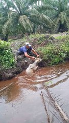 Farmers Rescues a Calf That Had Fallen Into a Ditch