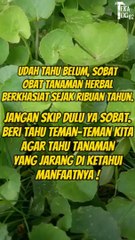 Tanaman herbal berkhasiat, sejak ribuan tahun