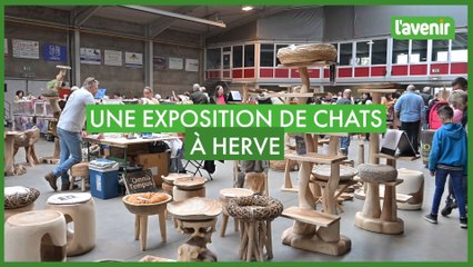 Une exposition internationale de chats à Herve