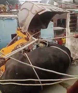 Video: किसान की छत पर चढ़ गया सांड, फिर आई 112…देखें वीडियो