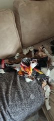Returning Home to Find a Dog-Created Disaster