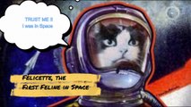 First and Only Cat in Space !! What Happened to Felicette in Space #space #spacecat