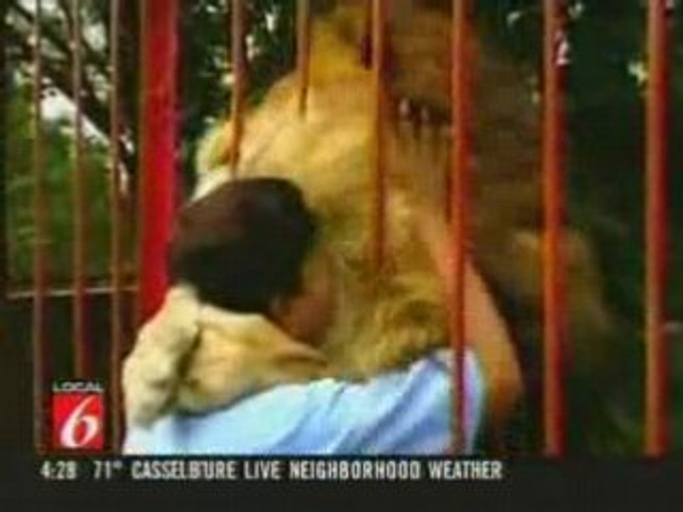 Lion calin