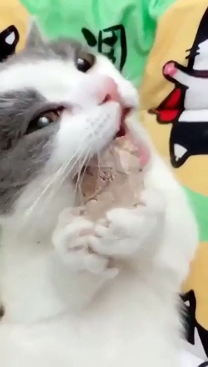 #FYP #ForYou #TikTokFYP #ForYouPage #Trending #Viral #ExplorePage #FYPシ #menghianati #FYPMe #c4tscutes #cat6