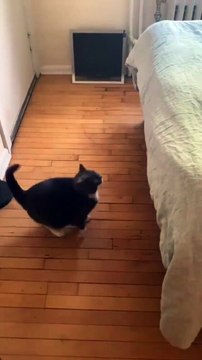 #FYP #ForYou #TikTokFYP #ForYouPage #Trending #Viral #ExplorePage #FYPシ #menghianati #FYPMe #c4tscutes #cat2