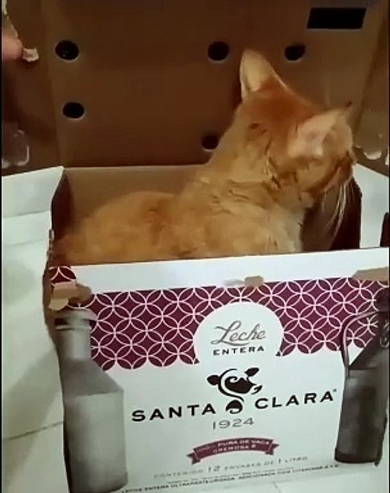 #FYP #ForYou #TikTokFYP #ForYouPage #Trending #Viral #ExplorePage #FYPシ #menghianati #FYPMe #c4tscutes #cat8