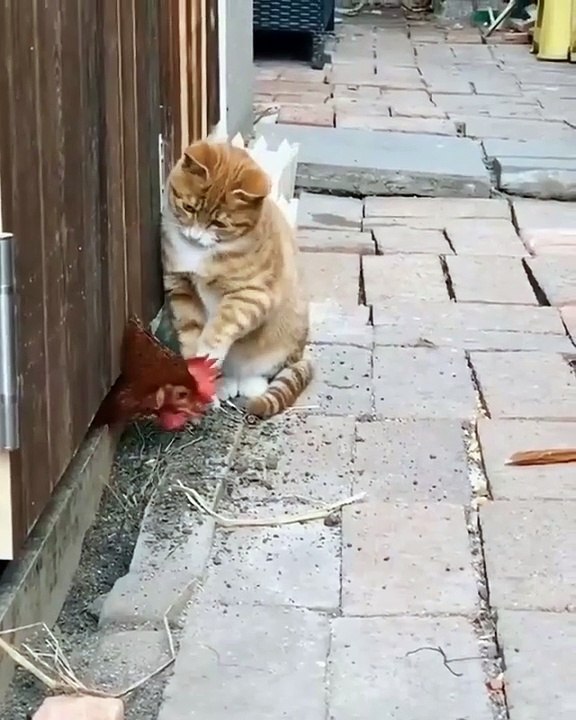 #FYP #ForYou #TikTokFYP #ForYouPage #Trending #Viral #ExplorePage #FYPシ #menghianati #FYPMe #c4tscutes #cat7