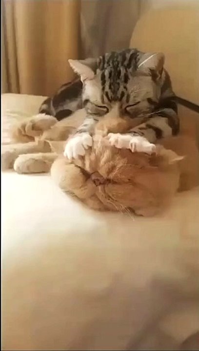 #FYP #ForYou #TikTokFYP #ForYouPage #Trending #Viral #ExplorePage #FYPシ #menghianati #FYPMe #c4tscutes #cat9