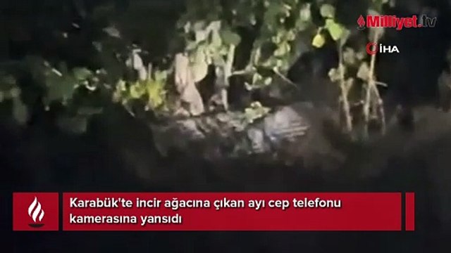 Karabük'te incir ağacına çıkan ayı cep telefonu kamerasına yansıdı