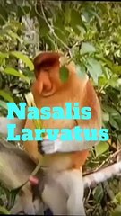 Misteri Bekantan Kehidupan Monyet Berhidung Besar di Borneo