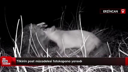 Tilkinin post mücadelesi fotokapana yansıdı