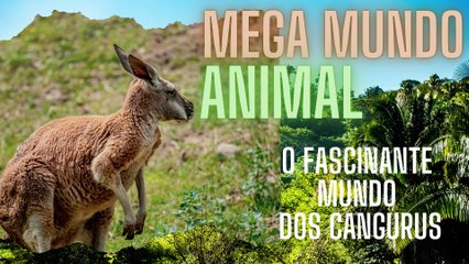 O Fascinante Mundo dos Cangurus