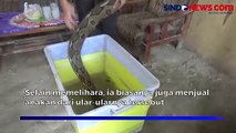 Kisah Wanita Cantik di Jombang Hidup dengan Ular Piton Raksasa