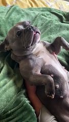 Bulldog Loves Raspberries On Her Tummy