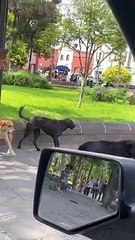 Man Brought Fists To A Dog Fight