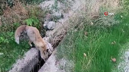 Tilki ilçeyi mesken tuttu