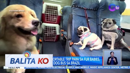 Safe and comfortable trip para sa Fur Babies, hatid ng isang Dog Bus sa Brazil | BK