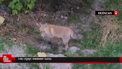 Tilki ilçeyi mesken tuttu