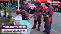 Pemadam Kebakaran Evakuasi Ular Sanca Sepanjang 3 Meter di Tanjung Priok
