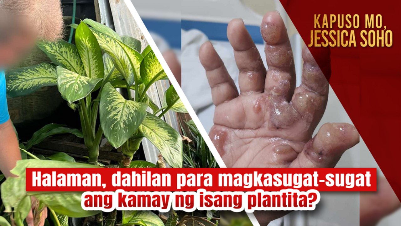 Halaman na nagdudulot ng sugat-sugat sa kamay at pagkamatay ng isang aso?! | Kapuso Mo, Jessica Soho