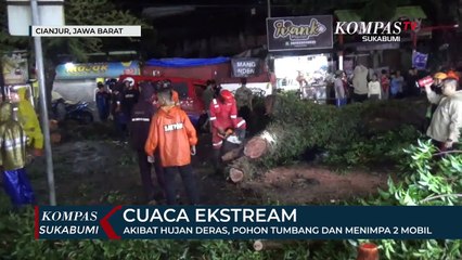 Akibat Hujan Deras, Pohon Besar Tumbang Dan Menimpa 2 Mobil