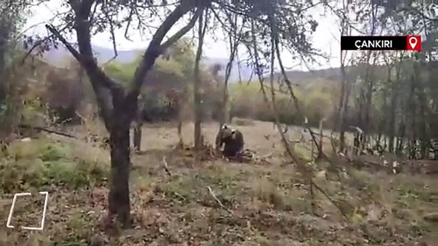 Çankırı'da bahçeye giren ayı çelik tele takıldı
