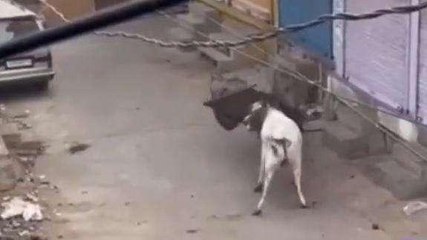 बयाना: पागल सांड़ ने बाजार में मचाया आतंक, कईं घंटों तक बाजार रहे बंद