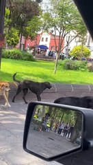 Man Brought Fists To A Dog Fight