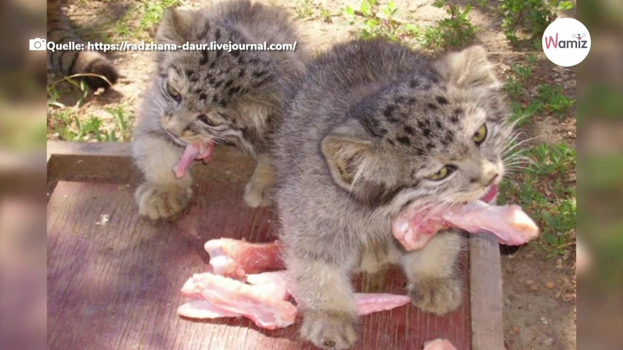Russischer Bauer findet goldiges Kätzchen, aber mit seinen Ohren ist etwas faul