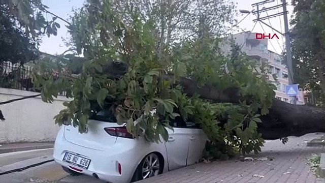 Bursa'da Lodos Etkisiyle Aydınlatma Direği ve Ağaç Araçların Üzerine Devrildi