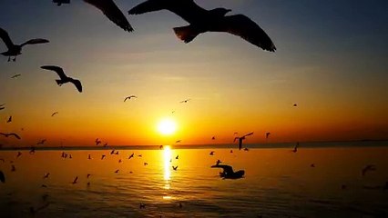 Segal birds flying ocean natural video