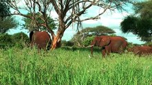 Kenya wildlife - red elephants