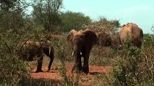 Elephant sanctuary Tsavo National Park