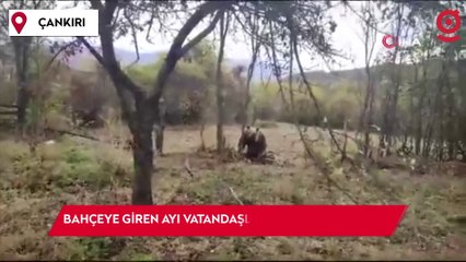 Bahçeye giren ayı vatandaşlara saldırmaya çalıştı: O anlar kamerada