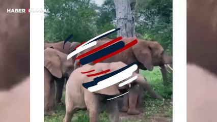 Yavru filin hortumunu yeni keşfettiği anlarda yaptıkları kahkahaya boğdu