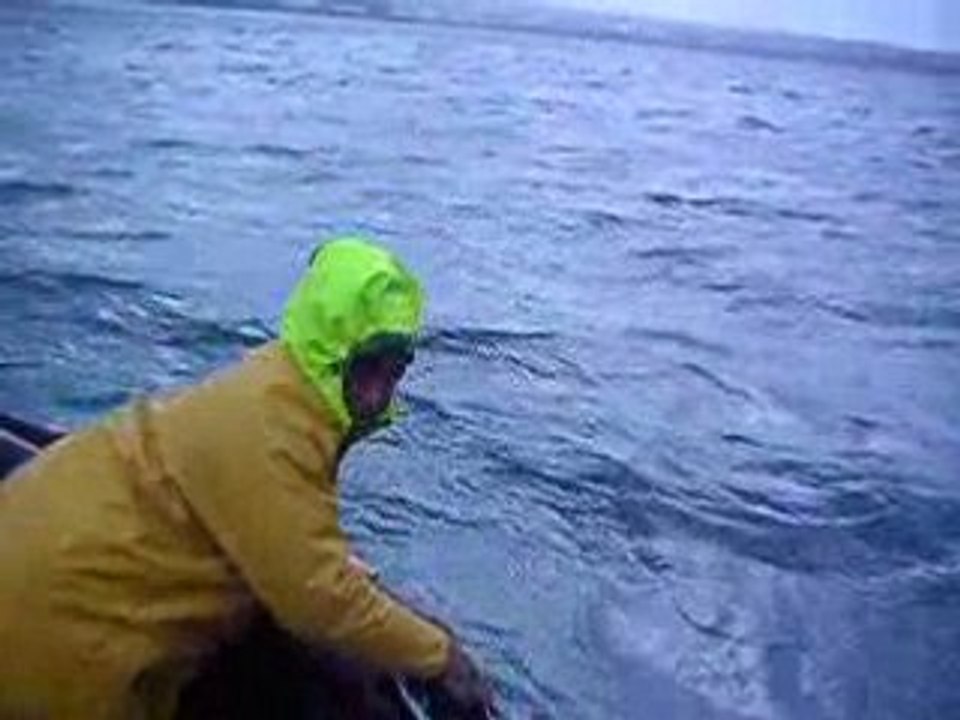 ami dauphin joue avec le zodiac dans la rade de cherbourg