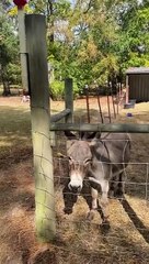 Giant Screaming Chicken Makes Donkey's Day