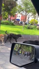 Man Brought Fists To A Dog Fight