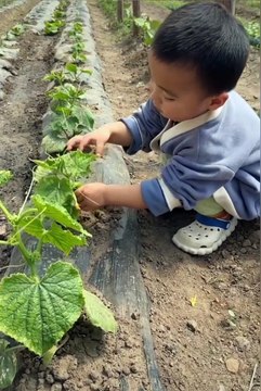 Baby Pluck Food From The Field | Babies Funny Reactions | Babies Funny Moments | Cute Babies #baby #babies #beautiful #cutebabies #fun #love #cute