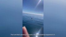 Dolphin rescue: Dramatic moment fishermen save baby dolphin trapped in fishing net